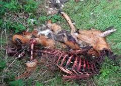 dead animal 