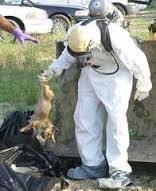 dead animal removal company