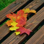 leaf on bench