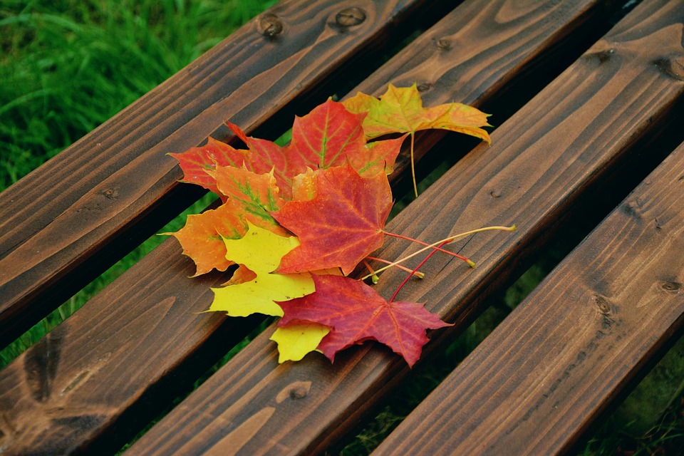 leaf on bench