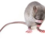 rat related diseases