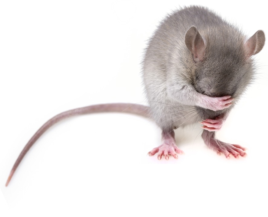 rat related diseases