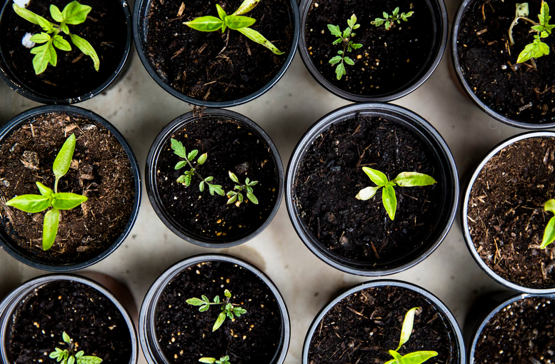 seedlings